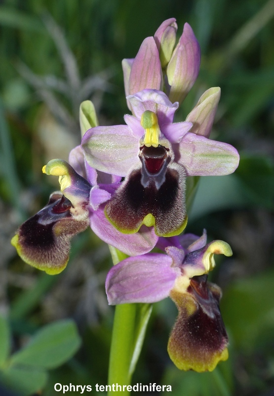 Andalusia: le orchidee e Grandi Pietre  marzo-aprile 2023.